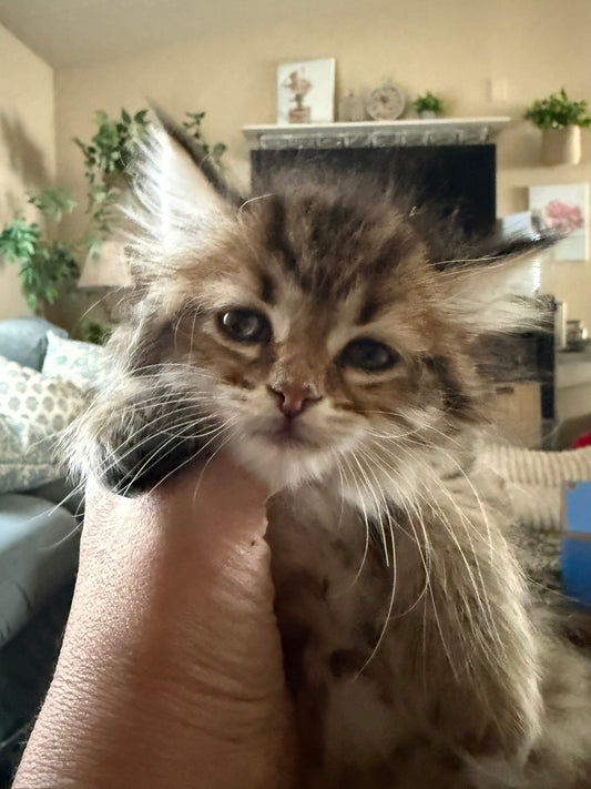Close-up portrait of Fuchsia Ribbon kitten
