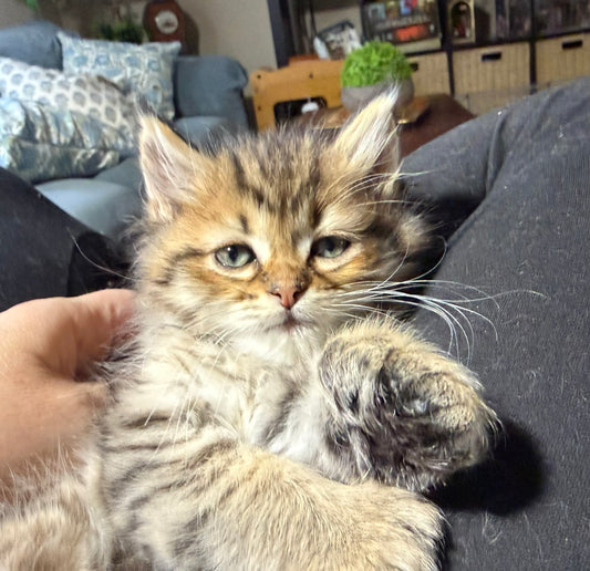 Fuchsia Ribbon kitten resting in a person's lap