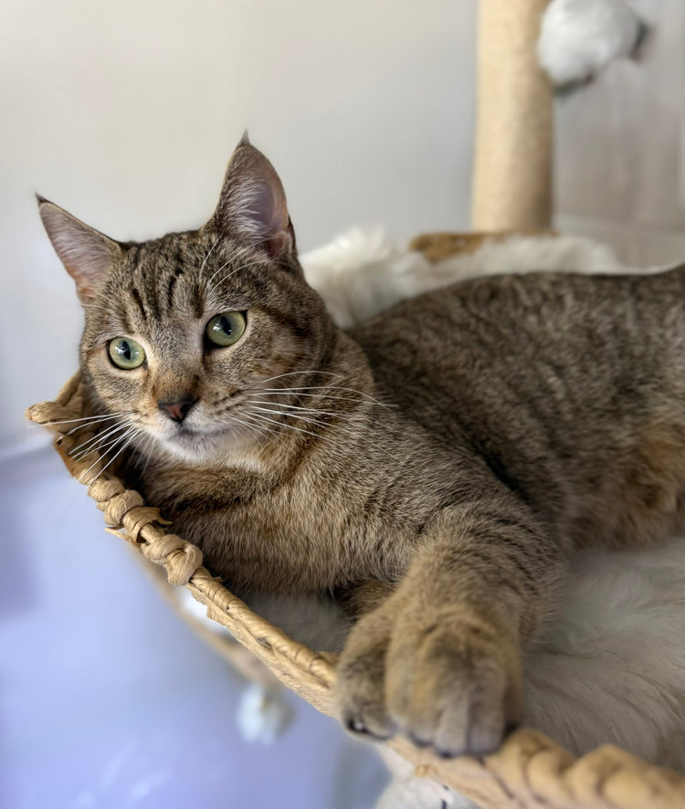 ** Reserved **  Lumi