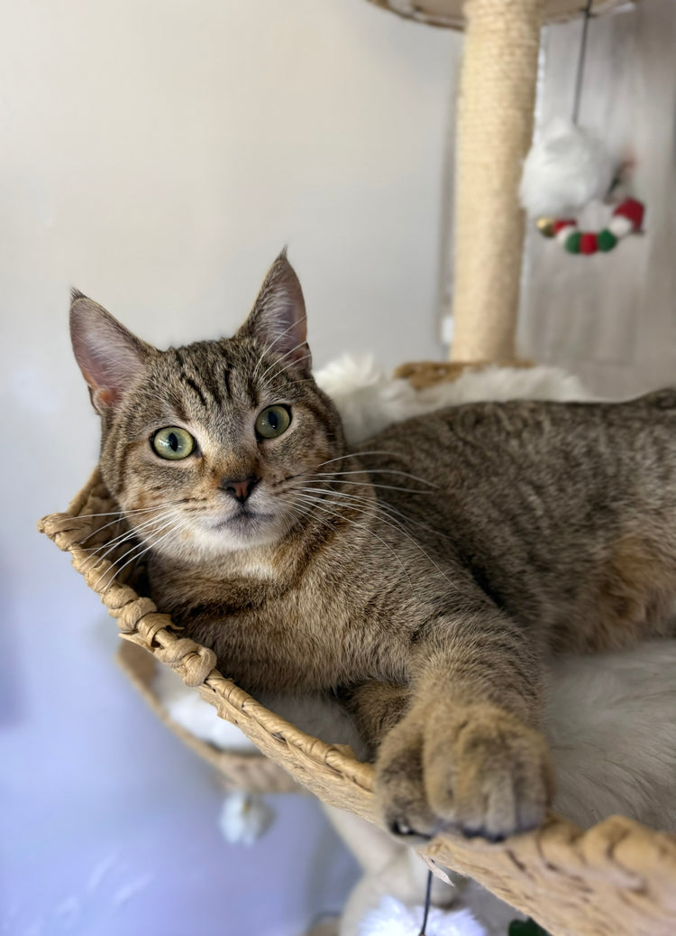 ** Reserved **  Lumi