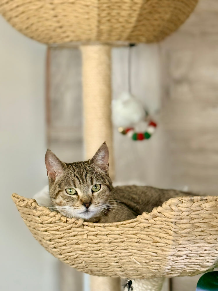 ** Reserved **  Lumi