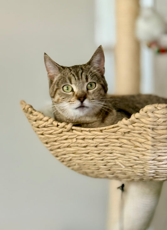 ** Reserved **  Lumi