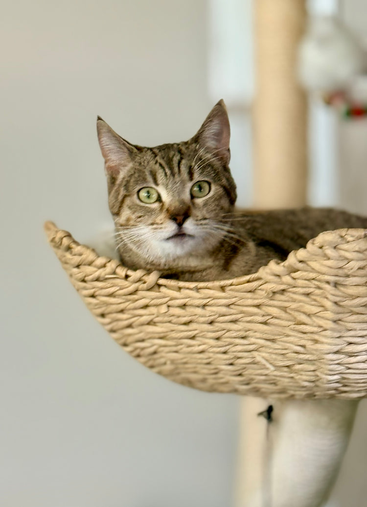 ** Reserved **  Lumi