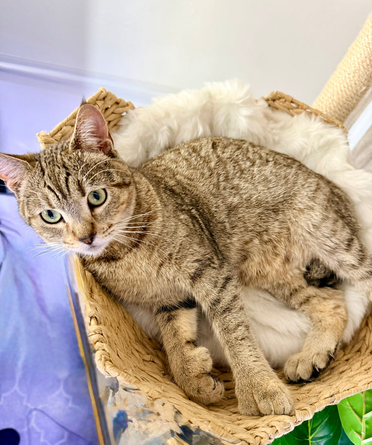 ** Reserved **  Lumi