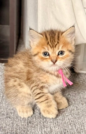 ** Reserved **  Presley - Fushia Collar