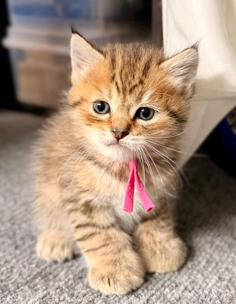 ** Reserved **  Presley - Fushia Collar
