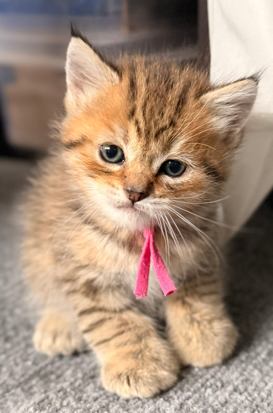 ** Reserved **  Presley - Fushia Collar