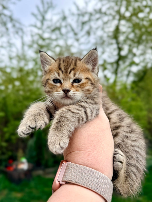 Artemis - Green Collar