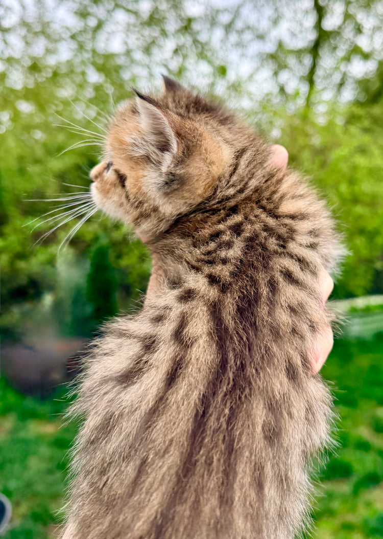 Artemis - Green Collar