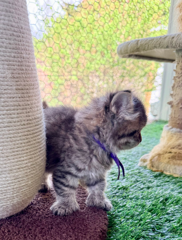 ** Reserved **  Octavia - Purple Collar