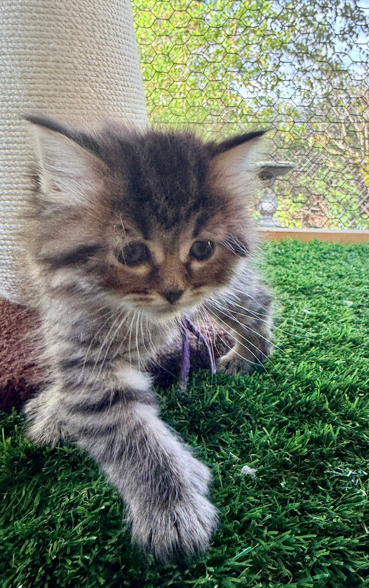 ** Reserved **  Octavia - Purple Collar