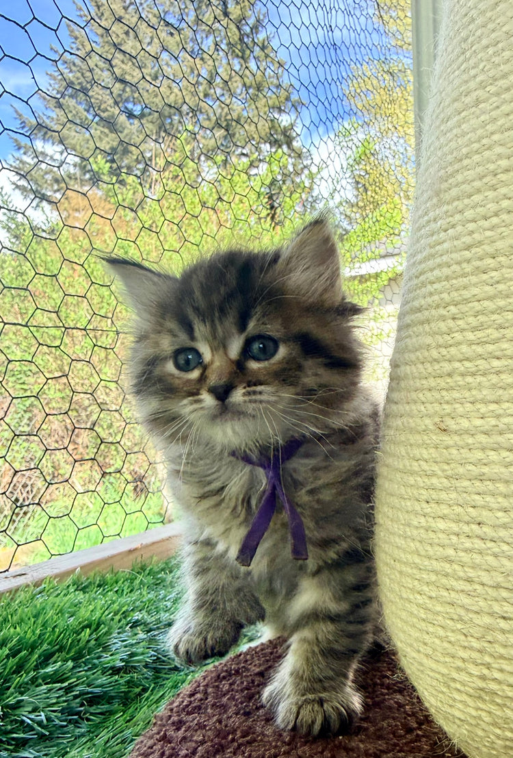 ** Reserved **  Octavia - Purple Collar