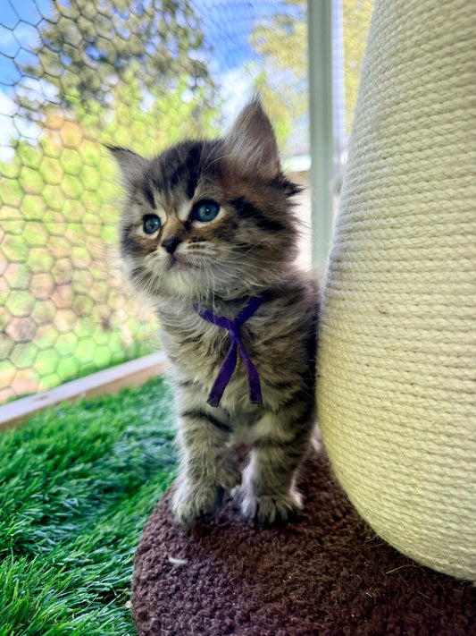 ** Reserved **  Octavia - Purple Collar