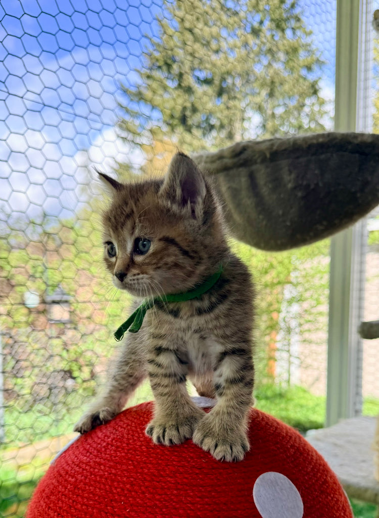 Artemis - Green Collar