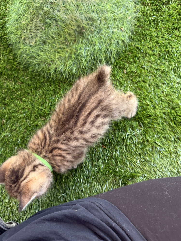 Artemis - Green Collar