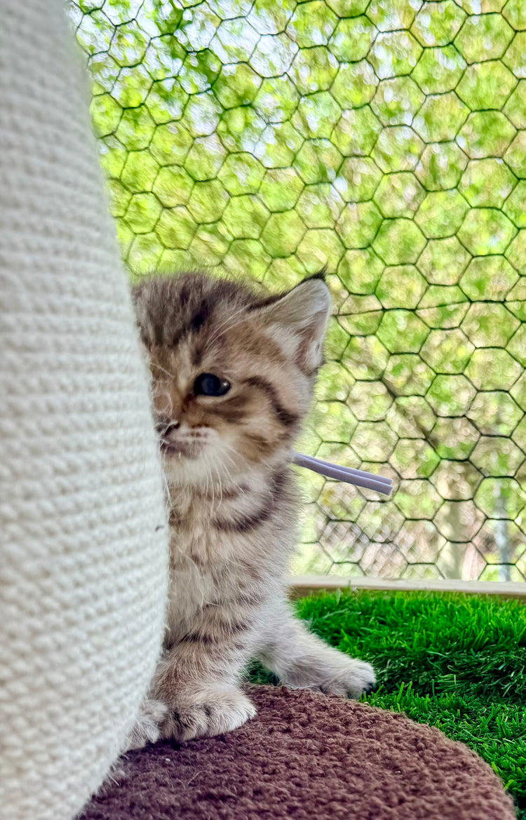Kita - Lavender Collar