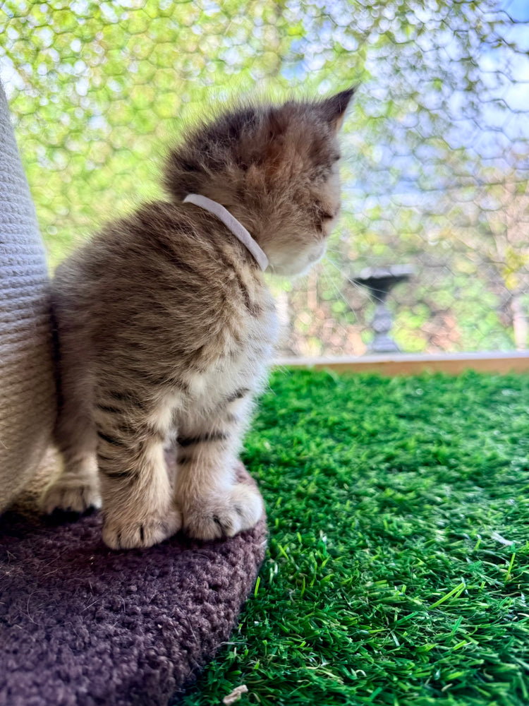 Kita - Lavender Collar
