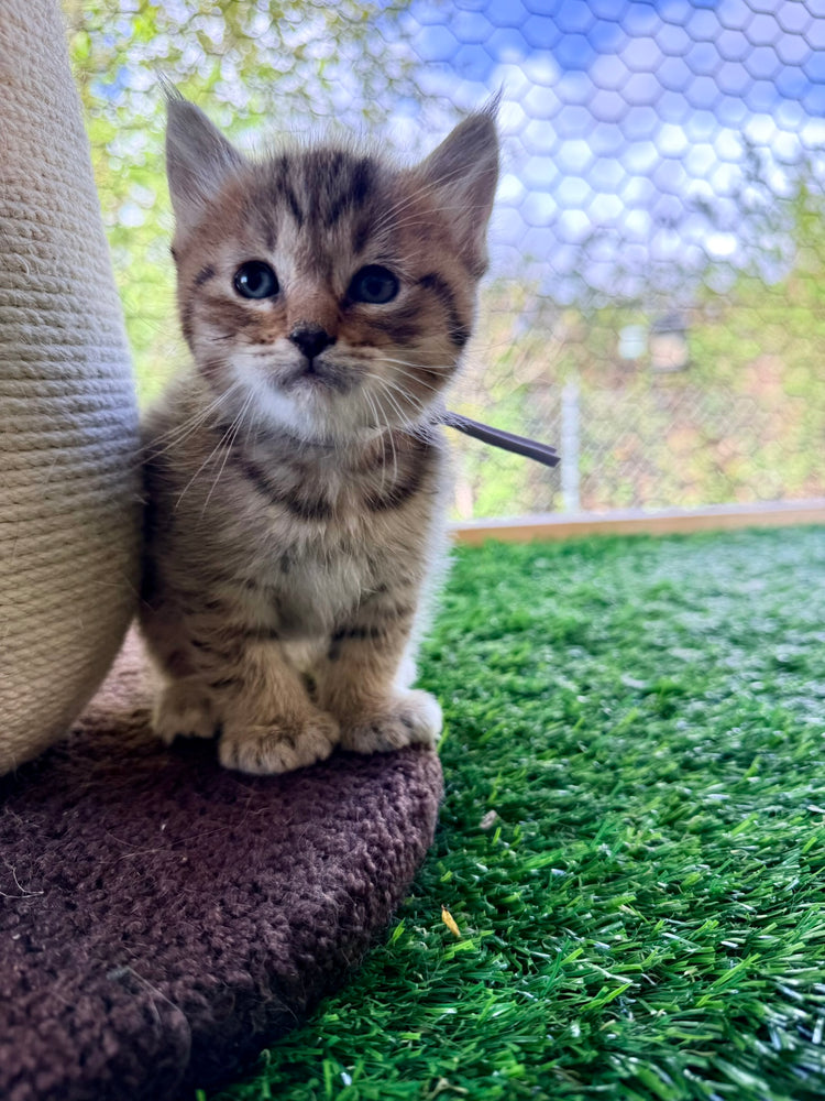 Kita - Lavender Collar