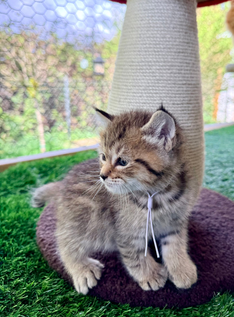 Kita - Lavender Collar