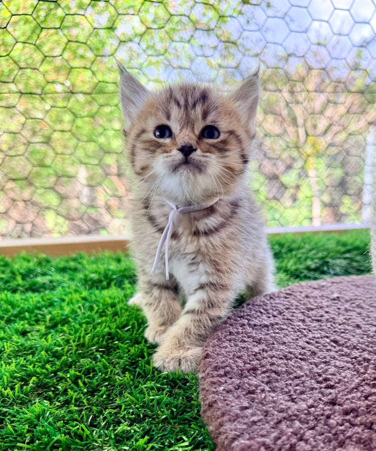 Kita - Lavender Collar