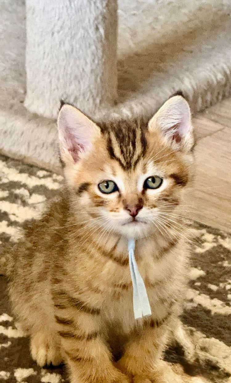 Baby Blue Ribbon