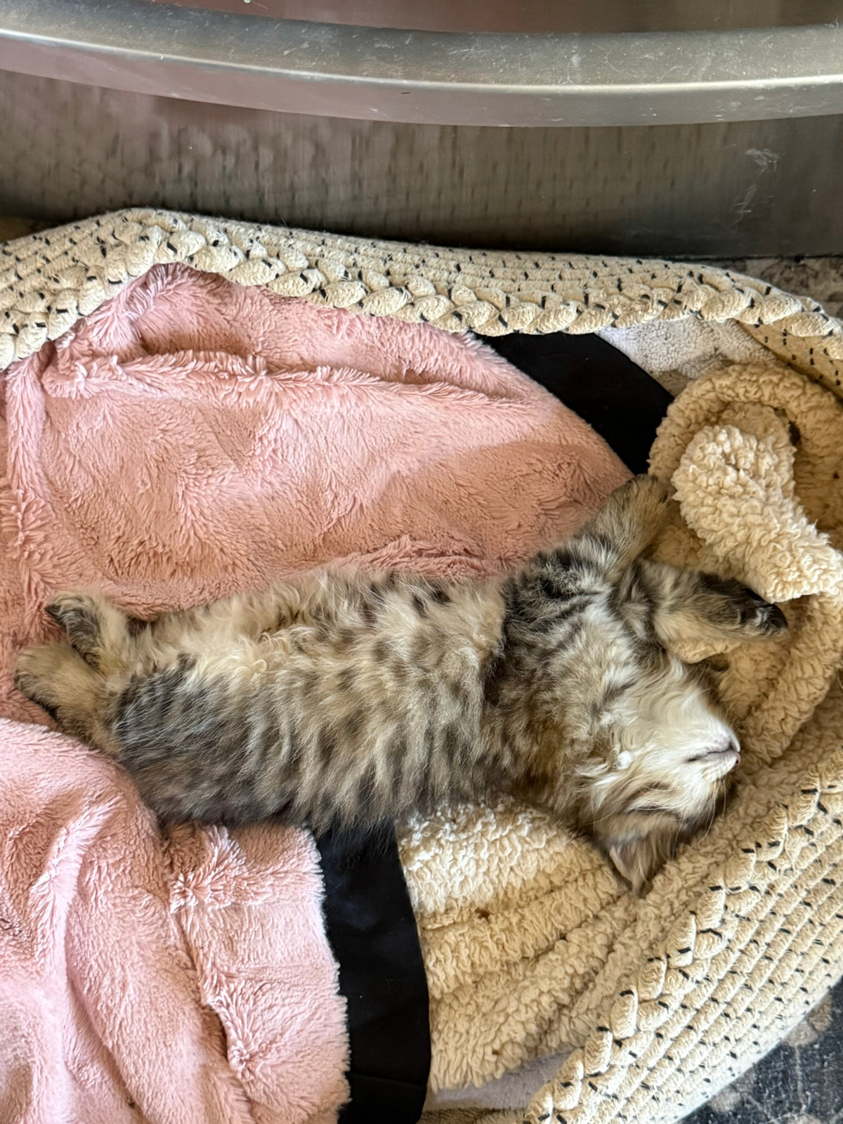 Fuchsia Ribbon kitten resting on blankets
