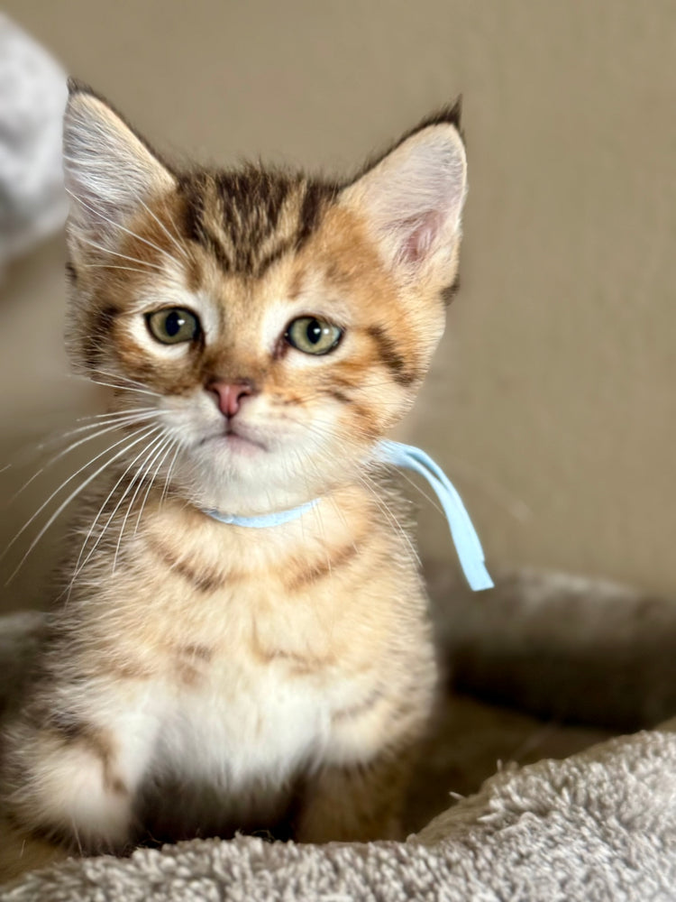 Baby Blue Ribbon