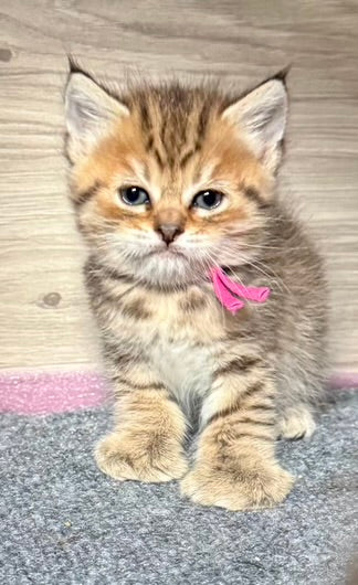 ** Reserved **  Presley - Fushia Collar