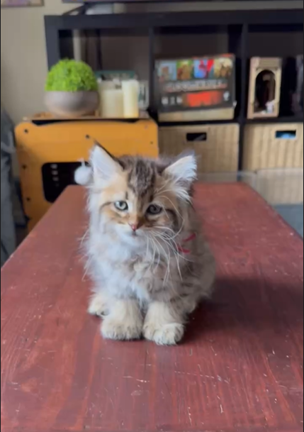 ********* RESERVED *********  Fuchsia Ribbon – Female Long-Haired Kitten