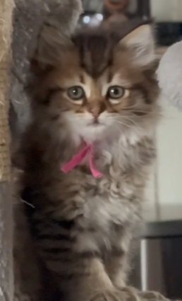 ********* RESERVED *********  Fuchsia Ribbon – Female Long-Haired Kitten