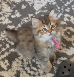 ********* RESERVED *********  Fuchsia Ribbon – Female Long-Haired Kitten